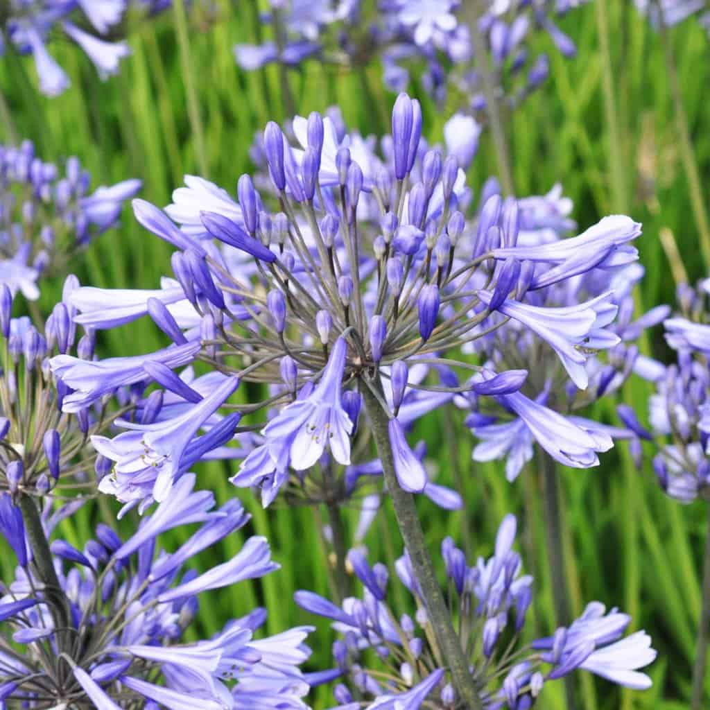 Agapanthus 'Peter Pan' ---